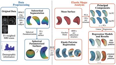 Elastic shape analysis of brain structures for predictive modeling of PTSD